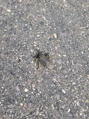 Lethocerus americanus