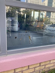 Trichonephila clavata