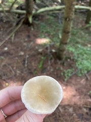 Ampulloclitocybe clavipes