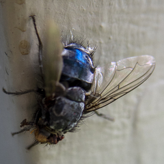 Calliphora vicina