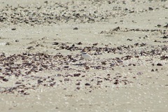Charadrius collaris
