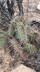 Opuntia polyacantha