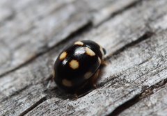 Brachiacantha decempustulata