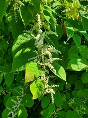 Reynoutria japonica