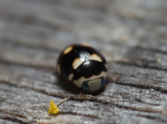 Brachiacantha decempustulata