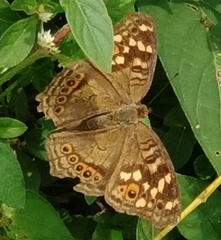Junonia erigone