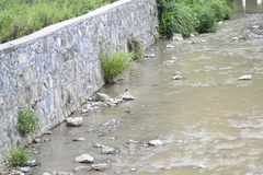 Phoenicurus fuliginosus