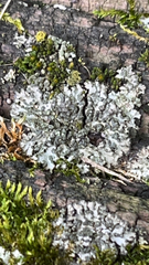 Phaeophyscia