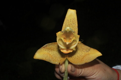 Stanhopea wardii