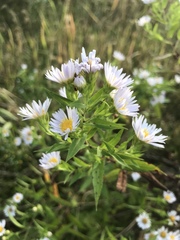 Symphyotrichum firmum