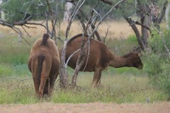 Camelus dromedarius