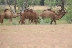 Camelus dromedarius