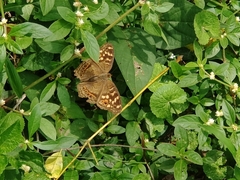 Junonia erigone