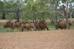 Camelus dromedarius