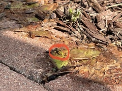 Vespula