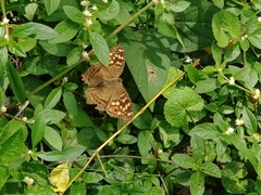Junonia erigone