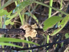 Ductifera pululahuana