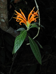 Aphelandra