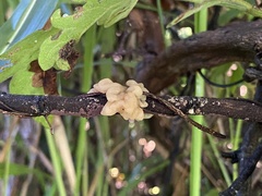 Ductifera pululahuana