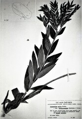 Lithospermum parviflorum