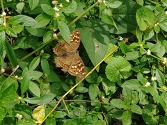 Junonia erigone