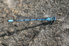Enallagma annexum