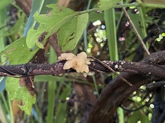 Ductifera pululahuana