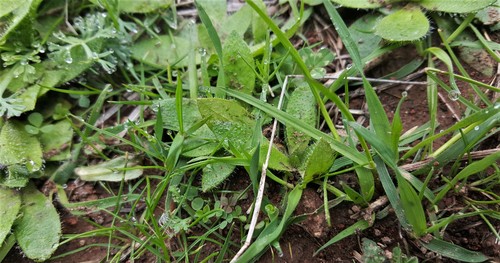 Popcorn-flower foliage