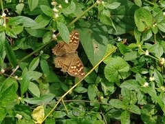 Junonia erigone