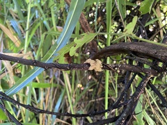 Ductifera pululahuana