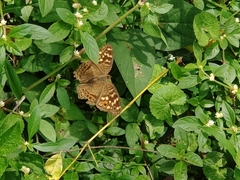 Junonia erigone