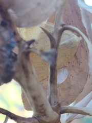 Neoterpes edwardsata