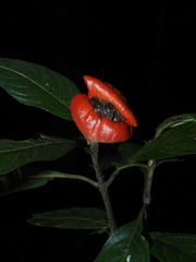 Palicourea tomentosa