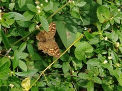Junonia erigone