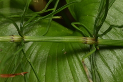 Equisetum