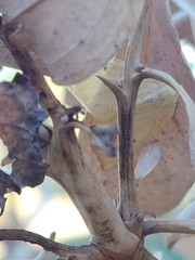 Neoterpes edwardsata