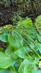 Equisetum