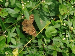 Junonia erigone