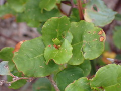Muehlenbeckia rhyticarya
