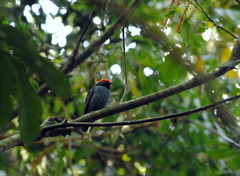 Chiroxiphia caudata