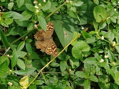 Junonia erigone