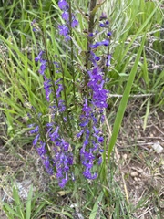 Lobelia fenestralis