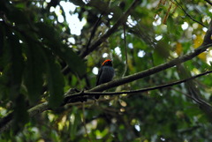 Chiroxiphia caudata