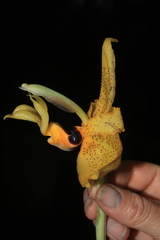 Stanhopea wardii