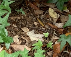 Thamnophis elegans terrestris