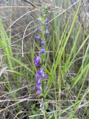 Lobelia fenestralis