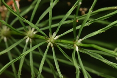 Equisetum