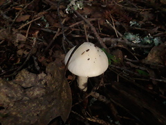 Amanita porphyria