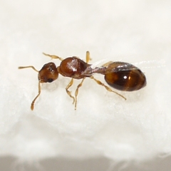 Temnothorax