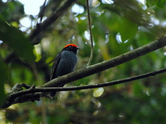 Chiroxiphia caudata